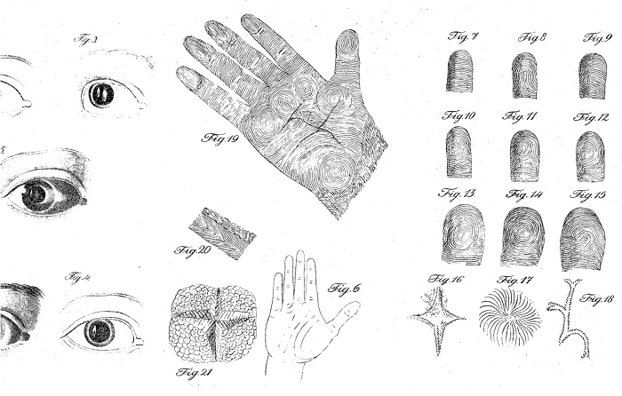 Jan Evangelista Purkinje's 1823 drawings.