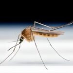 Are mosquitos a threat in the near future?