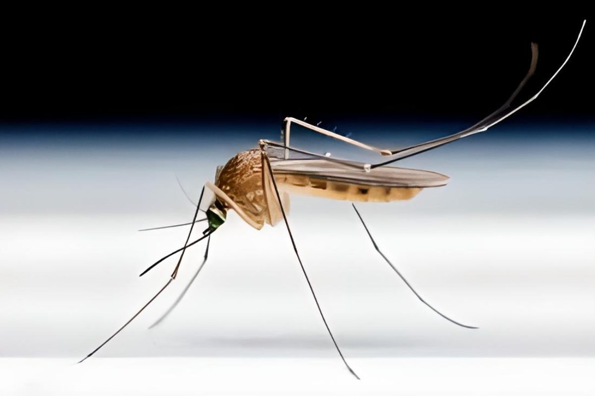 Are mosquitos a threat in the near future?