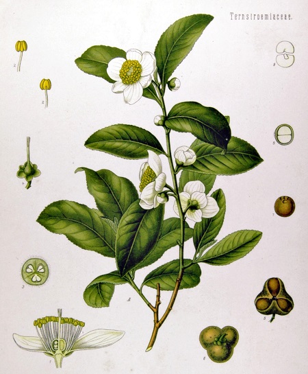 Camellia sinensis, the tea plant.