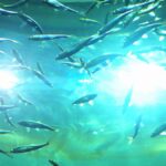 Can fish get seasick