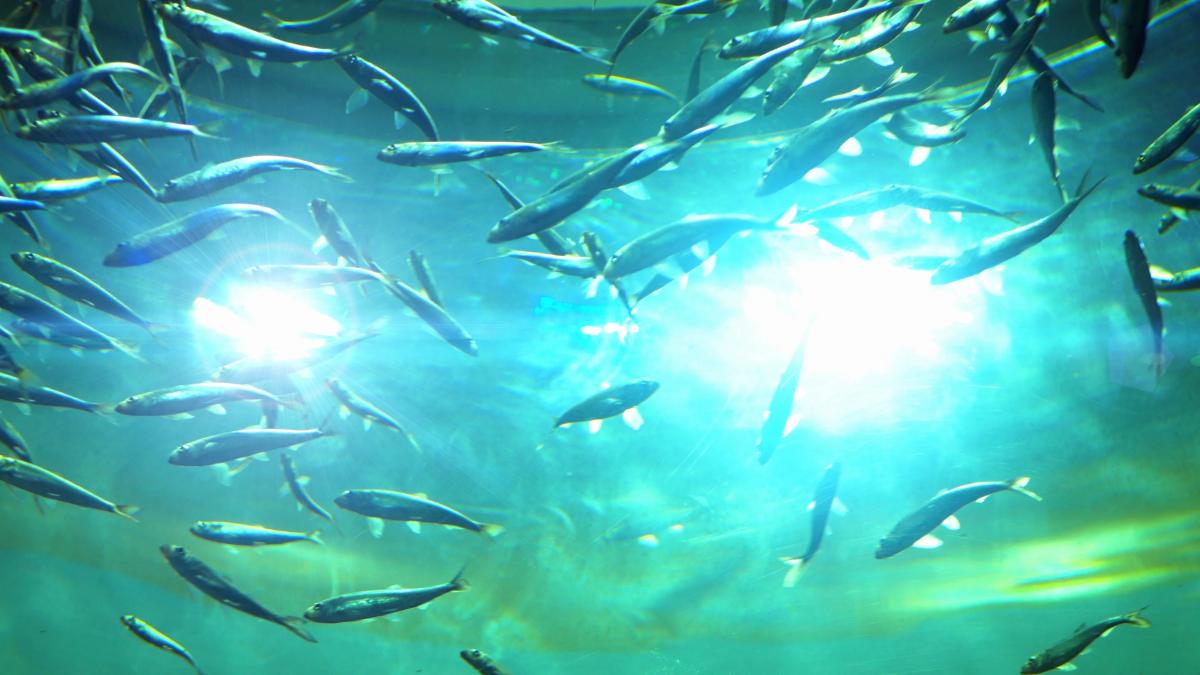 Yes, Fish Can Drown, But How Does This Happen? 1 Can fish get seasick