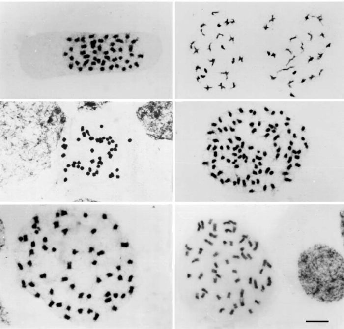 Chromosome and nuclei of orchid species