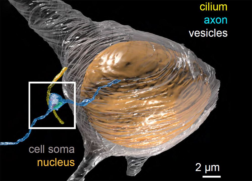 Cilia (yellow) on the surface of neurons are modeled here as the point of contact with the axons (blue) of adjacent cells.