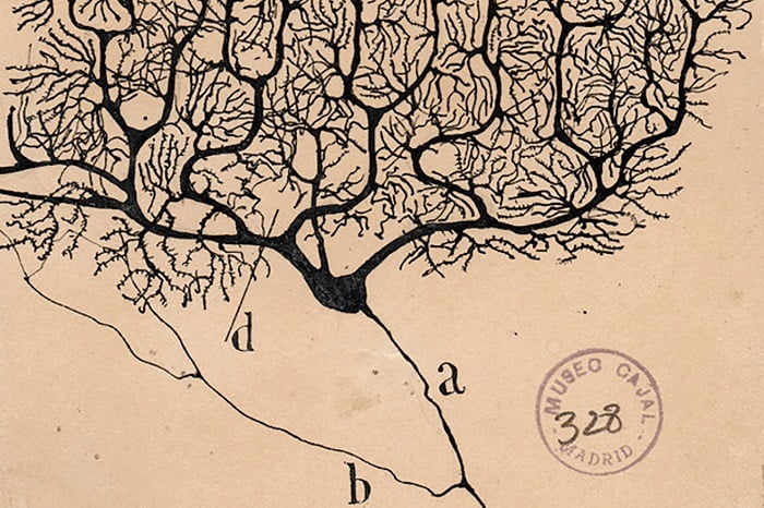 Drawing of a Purkinje neuron from the human cerebellum by Santiago Ramon y Cajal, 1899