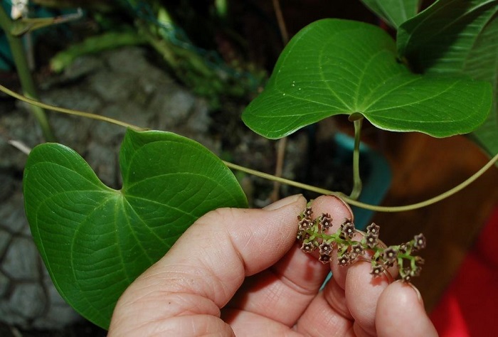 Dioscorea mexicana is a Mexican herb used as a contraceptive.