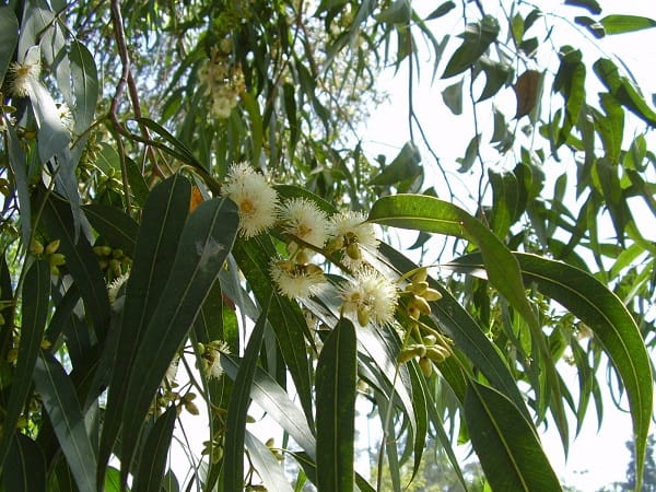 Eucalyptus Globulus.