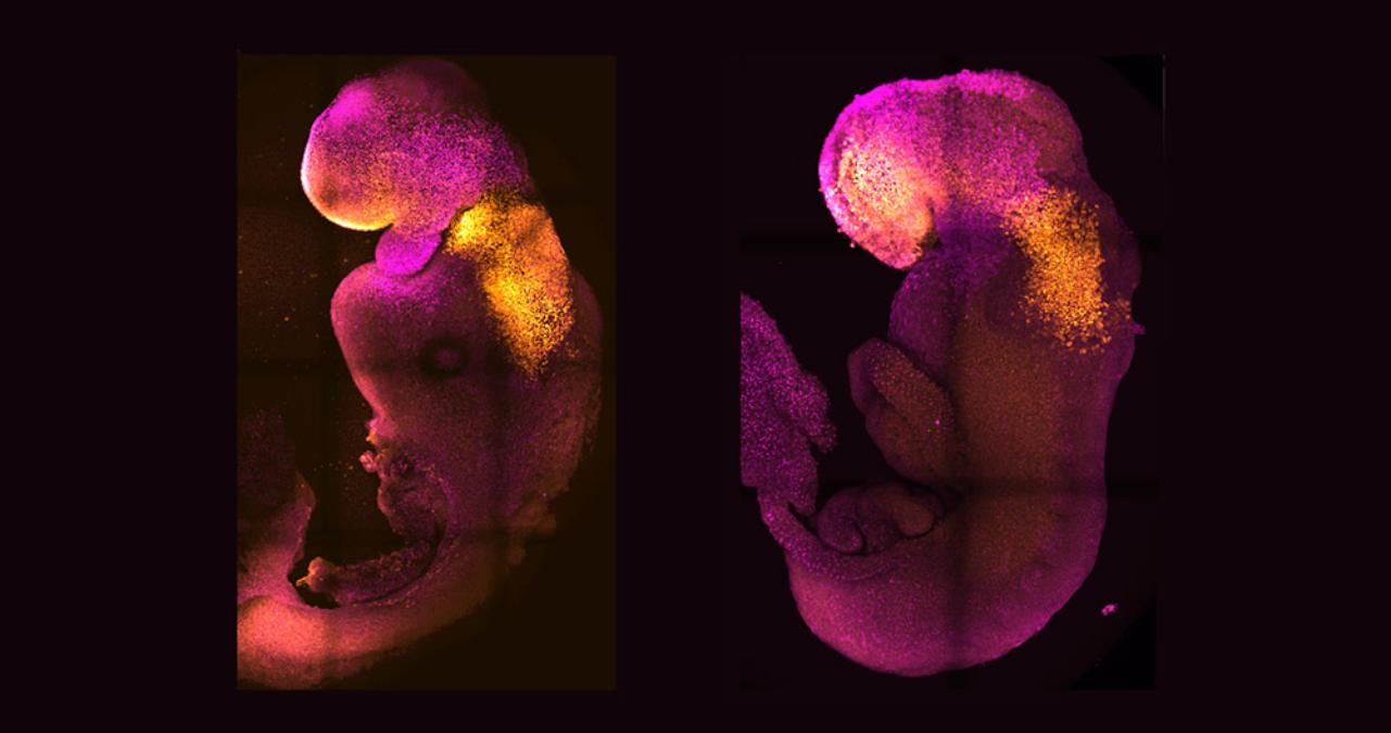 A mouse embryo developed from stem cells can be seen on the left; it was produced from a single cell in a culture medium. For contrast, a normal mouse embryo, both around eight days old, is shown on the right. (Zernicka-Goetz, M.)