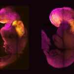 First-synthetic-embryos-from-stem-cells-1