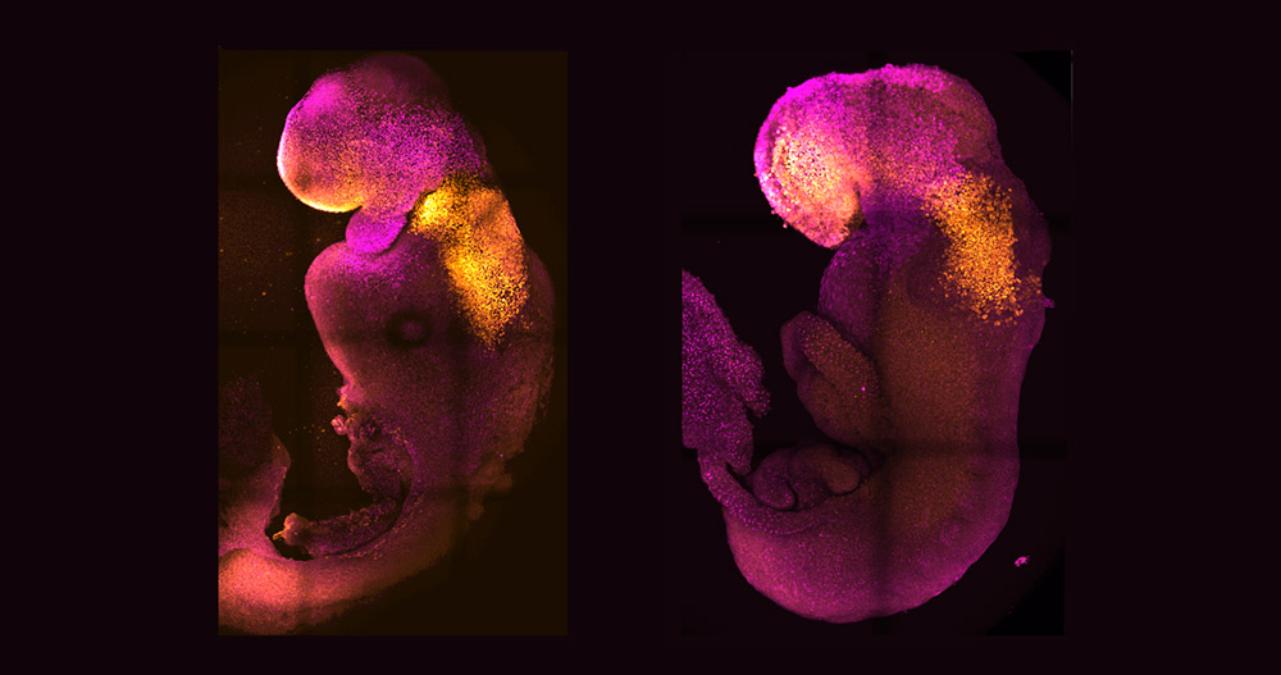 First-synthetic-embryos-from-stem-cells-1