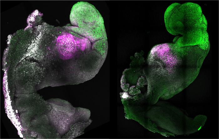 Comparison between artificial and natural mouse embryos.