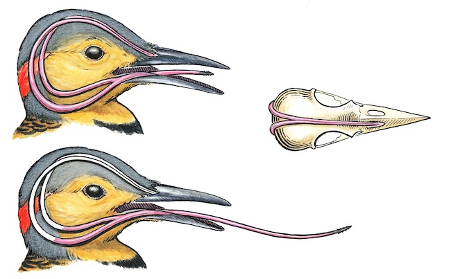 Section through a woodpecker's skull. Illustration by Denise Takahashi.