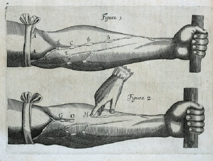 William Harvey was the first scientist to describe blood circulation.