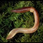 How come earthworm can still live after splitting in half