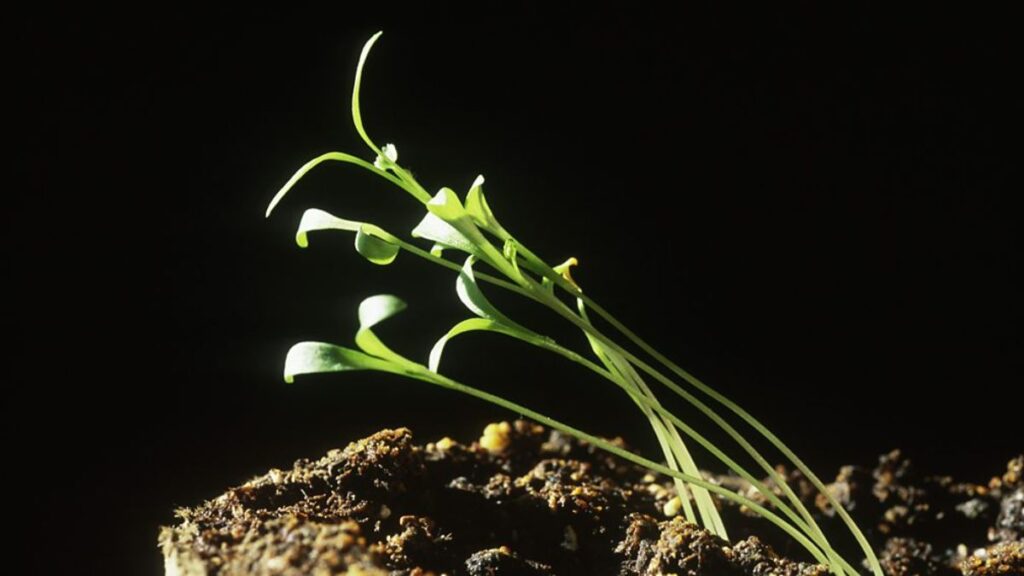 How Do Plants Grow Towards Light? Malevus