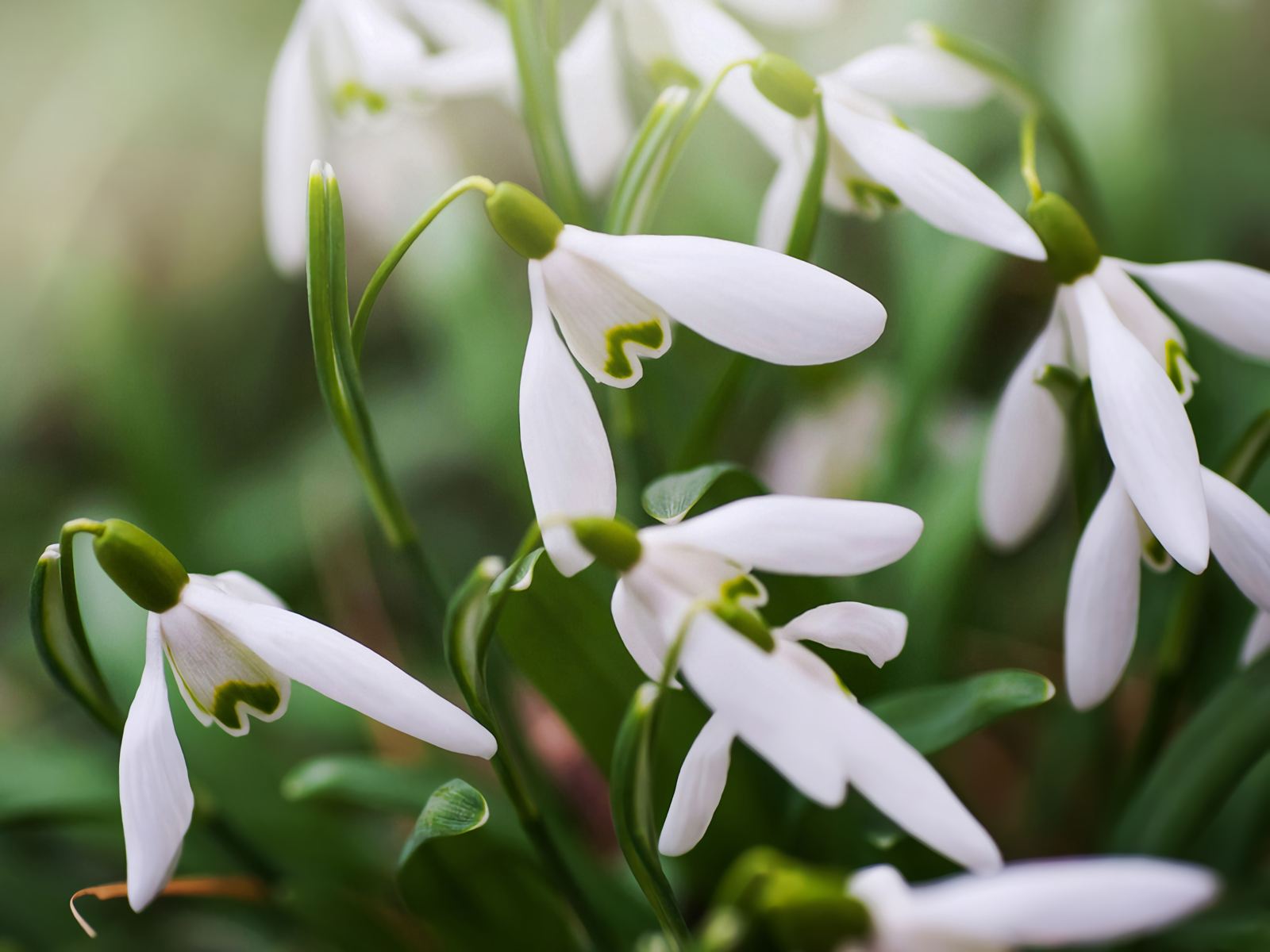 How do plants know when spring is coming