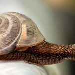 How fast is a snail?