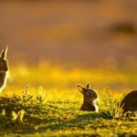 How rabbits came to Australia