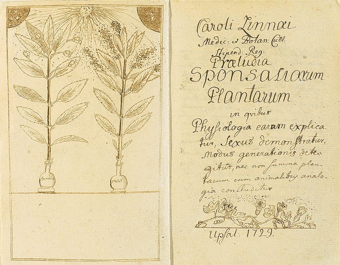 Carl-Linnaeus. Original manuscripts of Carl Linnaeus’ article “Praeludia sponsaliorum plantarum” dated 1729.