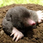 Moles-shrink-their-brains-in-winter