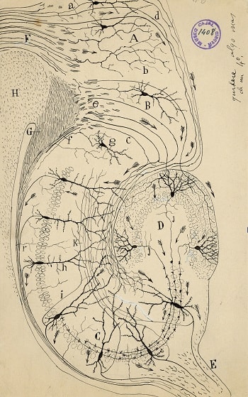 Drawing of Cajal showing complex connections between layers in the hippocampal region in the rat brain, emphasizing the one-way pathway of nerve impulses along dendrites, cell body, and axons.