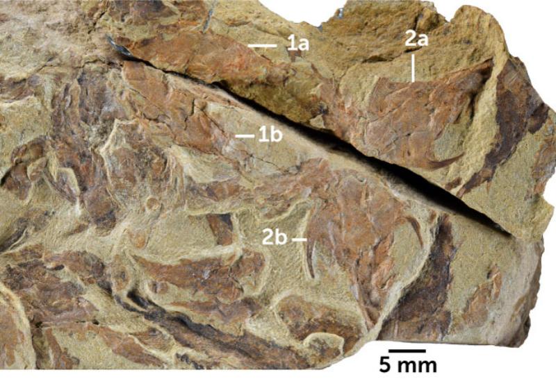 Oldest fish fossils from 436 Mya clarify the vertebrate evolution 2