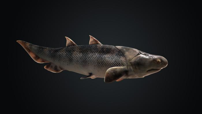 Oldest fish fossils from 436 Mya clarify the vertebrate evolution 3 2