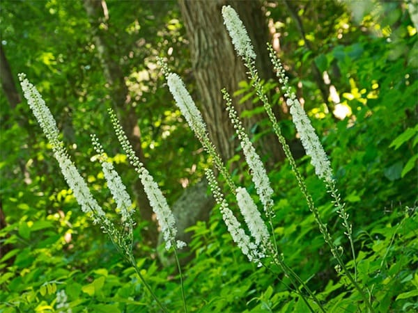 Black cohosh.