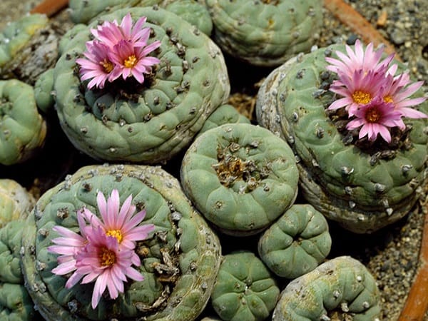 Peyote.