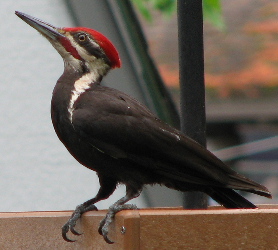 The Reason Why Woodpeckers Don’t Get Brain Damage