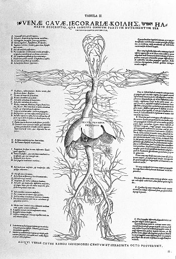 Veins and liver from Tabula anatomicae sex, 1538, one of the six auxiliary drawings Vesalius used in his early lectures.