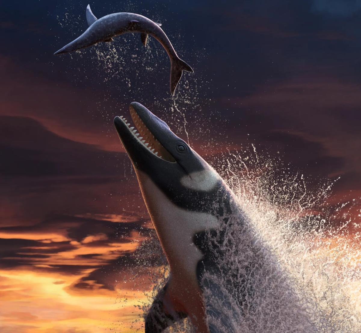 Thalassotitan atrox by Andrey Atuchin. Mosasaurs were quick hunters that preyed on both fish and pterosaurs that were swooping low over the water. They were the top predators in the Cretaceous seas due of their size.