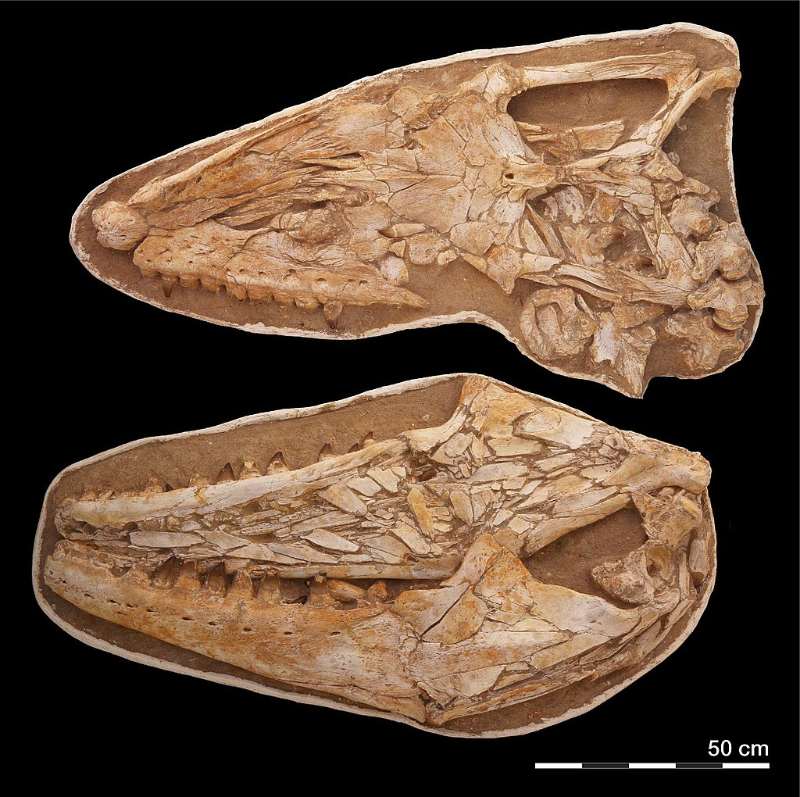 Thalassotitan atrox's fossil skull includes remarkable teeth. (©Nick Longrich, University Of Bath)