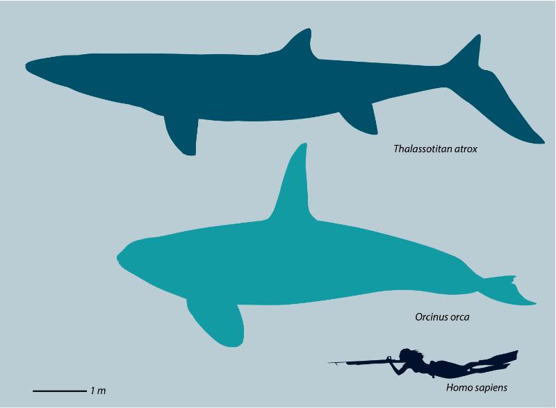 The size comparison of Thalassotitan atrox with Orcinus orca, the killer whale, and human. (©Nick Longrich, University Of Bath)