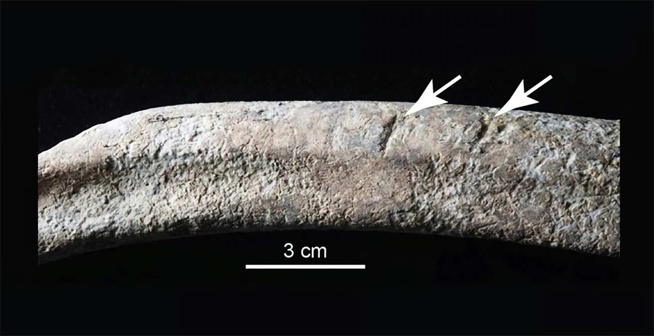 Humans may have settled in America 36,000 years ago