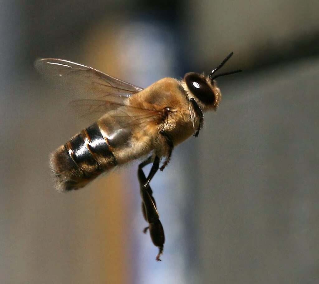 What Do Drone Bees Do Anyway? Malevus