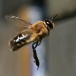 What do drone bees do in the hive?