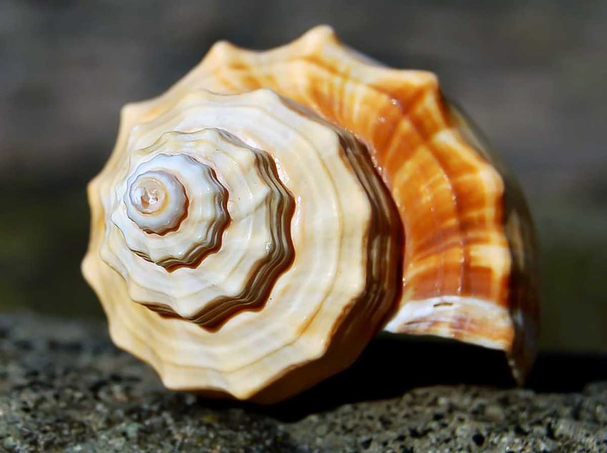 Why Can You Hear the Ocean in a Seashell