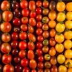 Why are tomatoes first green and then red