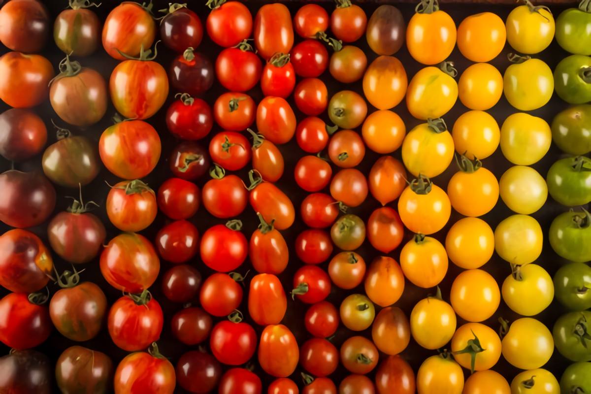 Why are tomatoes first green and then red