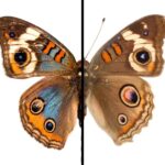 Why do butterfly wings change color