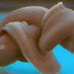 Why do hagfish tie themselves in knots?