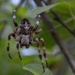 Why do some female spiders eat their mates