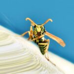 Why do wasps get aggressive in late summer and fall