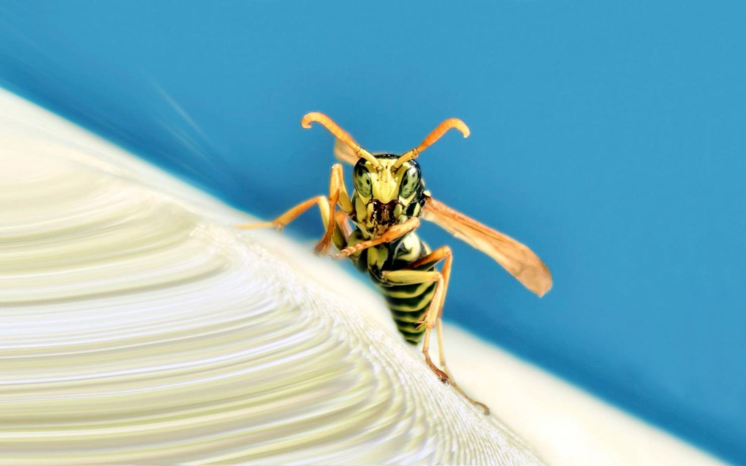 Why do wasps get aggressive in late summer and fall