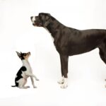 Why Are Dogs So Different in Size?