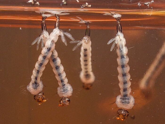 Aedes aegypti mosquito larvae.