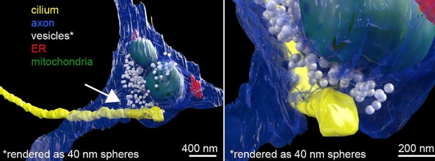 Axo-ciliary synapse: Biological signals are transferred at the cilia-axon contact points, as shown by the presence of vesicles containing the neurotransmitter serotonin, among other components.