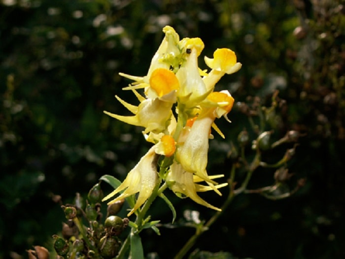 Carl Linnaeus flower, which he would later call Peloria