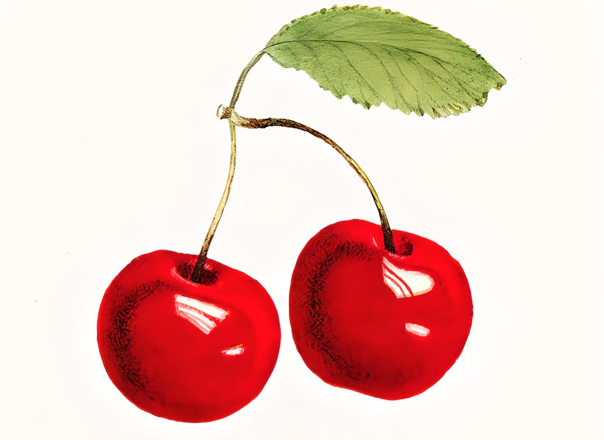 Can you drink water after eating cherries?